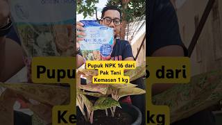 Pupuk NPK 16 Pak Tani kemasan 1 kg [upl. by Sisely366]