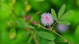 Mimosa plantলজ্জাবতী গাছ Lojjaboti Lota [upl. by Ashlan674]