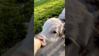 Unlikely Family Pet Moos at Dinnertime shorts [upl. by Eberhard]