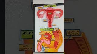 Sistema reproductor de mujer y hombre [upl. by Jack]