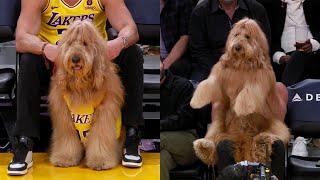 Huge Dog sits courtside at NBA Game [upl. by Meece]