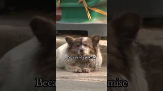 Waiting destined to be fruitless shortvideo babyanimals dog shorts [upl. by Aicileb104]