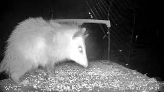 Possum on Bird Feeder Night IR Nature Cam [upl. by Maud]