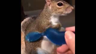 Squirrel cant get enough of massage by a toothbrush  Squirrel having spa time and massage [upl. by Obidiah]