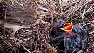 Baby Spragues pipit Bird cries for mothers foodbird [upl. by Marline]