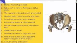 3 Pelvis Male Pelvis [upl. by Odine]