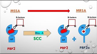 Transformation of MSSA into MRSA in less than 2 minutes [upl. by Awe]