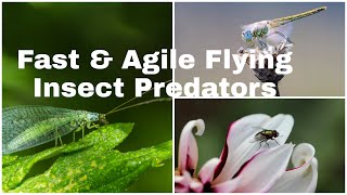 INSECTS GROUP 3 FAST AND AGILE FLYING PREDATORS [upl. by Aneer]