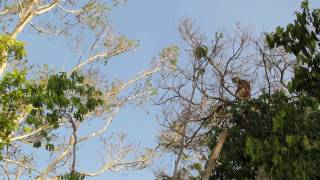 Red Colobus Monkeys at Jambiani Voodoo Cave [upl. by Izaak]