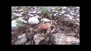 Solifugae sp from Namibia [upl. by Cherey736]