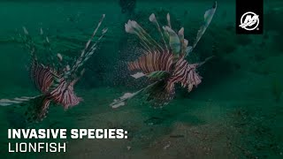 Invasive Species Lionfish [upl. by Cornew]