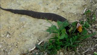 Texas Water Moccasin angry in strike position outside feral pig trap [upl. by Lhadnek70]