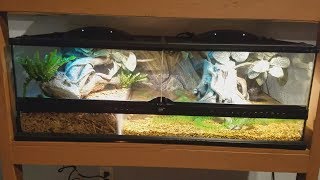 Hatchling Cuviers Dwarf Caiman Tank Setup [upl. by Becky]