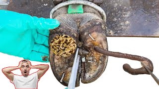 Cut Trim and Cleaning  Screw with Nails WAS STUCK IN cows hoof TK001 [upl. by Ardet123]