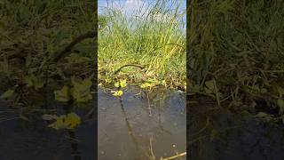 Amazing Traditional Hook Fishing in paddy fields FishingbyHook hookfishing catchfish shorts [upl. by Enicnarf987]