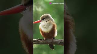 5 Mind Blowing Facts About the Grey headed Kingfishers [upl. by Kcirderfla]