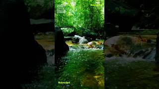 Kanneliya River  அழகான ஒரு ஆறு kanneliya galle srilanka travel waterfallsounds nature [upl. by Chlores]