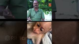 என்ன விட்டு போகாம புடிச்சிகிச்சு  Little monkey  prani mitran  RR Tamil [upl. by Weksler743]