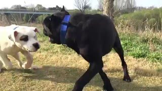 Bandogge VS Cane corso [upl. by Teplitz]