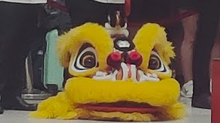 Lion dance video in ipoh parade [upl. by Marquet893]