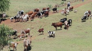 Nguni Cattle Drive  South African Cattle Ranch  Canon EOS 70D [upl. by Aihsekel]