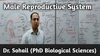 Male Reproductive System  Spermatogenesis  Role of Hormones  MDCAT Biology  12th Biology [upl. by Oderf]