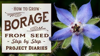 ★ How to Grow Borage from Seed Complete Step by Step Guide [upl. by Gretta435]