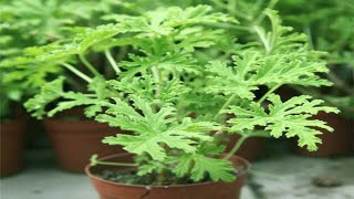 How to Grow And Care Citronella Plants from Cuttings  Planting Mosquito Plant  Gardening Tips [upl. by Pebrook]