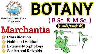 Marchantia  Morphology Of Marchantia  BSc 1st year BotanyMarchantia Thallus Marchantia in Hindi [upl. by Rice45]