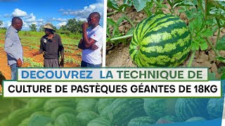 🔥DÉCOUVREZ  Les secrets INFAILLIBLES pour une culture de pastèque GÉANTE avec AGRI DARIO 🍉🚀 [upl. by Ailuj]