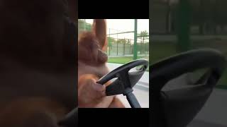 An Orangutan driving a golf cart [upl. by Enitselec480]