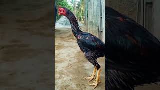 Sandai seval short short feedgt pets tamil [upl. by Ailic]