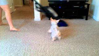 Silky Terrier barks at Vacuum [upl. by Nodnahs]