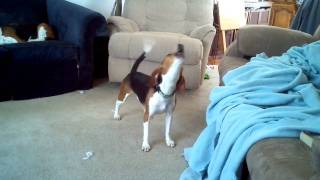 Crazy Howling Beagle featuring Snooty [upl. by Terence]