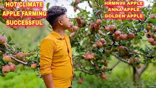 Hot Climate Apple Farming HRMN99 Apple Anna Apple Dorsett Golden Apple Apple Plant Nursery [upl. by Nedda460]