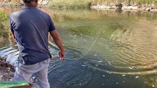 Pesca de bagres y tilapias de más de 3 kilos en el río [upl. by Aihsat]