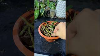 Miracle of this pill Helps you propagate all kinds of orchids easily garden [upl. by Karrah319]