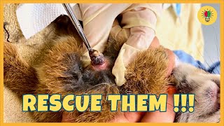 Every Pet Person Must Watch This  Botfly Larvae Removal From Animals  Animal Rescue Video [upl. by Baram]