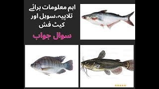 Information about snake headTalapia amp Cat FishBiofloc Fish Farming in PAKتلاپیہ،سوہل اور کیٹ فش [upl. by Cleopatre875]