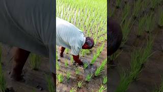 Follow Such Weeding in Paddy shorts [upl. by Saville561]