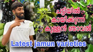 Best jamun varieties  ചട്ടിയിൽ കായിക്കുന്ന കുള്ളൻ ഞാവൽ  Kerala’s ideal varieties  TOP VARIETIES [upl. by Race]