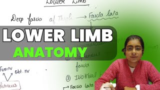 Lower Limb Anatomy  MBBS 1st Year  Important PYQ mbbs1styear anatomy lowerlimbanatomy [upl. by Anaib]