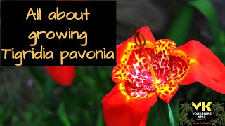 All about growing Tigridia pavonia [upl. by Noremak]