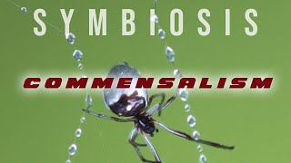 Symbiosis Commensalism [upl. by Grew]