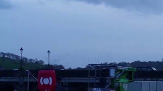 Murmuration at Bideford Old Bridge [upl. by Trinity]