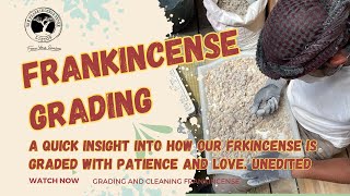 Grading Frankincense [upl. by Wemolohtrab575]