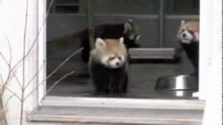 Red Panda gets scared by zookeeper [upl. by Tail]