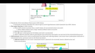 Antidiuretic hormone ADH by labpedianet Prof Riaz A Bhutta Urdu Hindi [upl. by Owades]