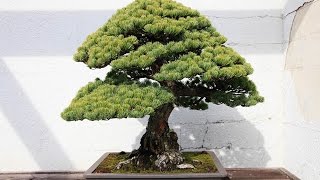 Abies species or Firs Bonsai [upl. by Colin]