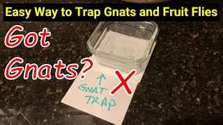 Easy Way to Trap Gnats and Fruit Flies ● Vinegar Trick ✅ [upl. by Oibesue]